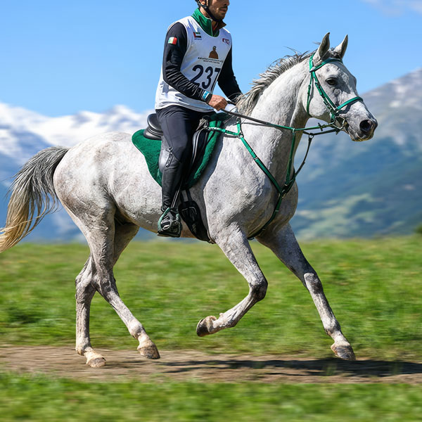 Illustration endurance équestre avec un cavalier sur sa monture Illustration endurance équestre avec un cavalier sur sa monture