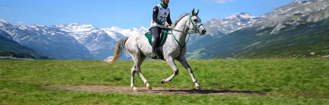 Illustration endurance équestre avec un cavalier sur sa monture Illustration endurance équestre avec un cavalier sur sa monture